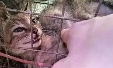 市场花25元买来一只田园猫，长大后宠主发现赚大了！