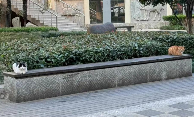 相亲相爱的两只猫，突然陷入冷战...画面不要太窒息！