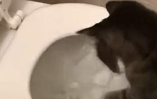 网友家的猫咪超级喜欢玩水,后来居然连马桶都不放过…… 网友家的猫咪超级喜欢玩水,后来居然连马桶都不放过……
