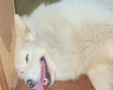 炸肺是什么意思 炸肺是什么意思