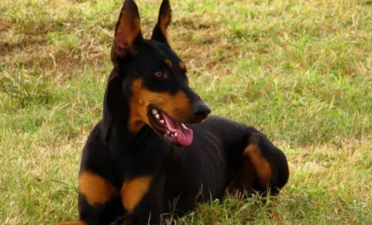 多伯曼平犬介绍! 多伯曼平犬介绍!
