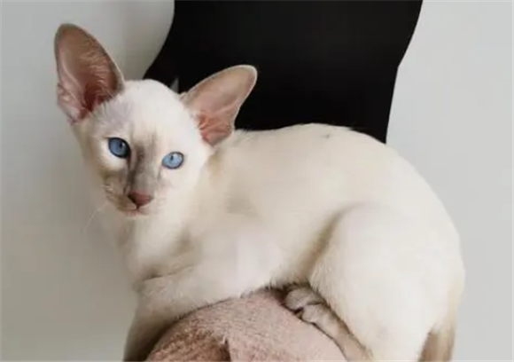 东方短毛猫为什么这么贵 东方短毛猫为什么这么贵