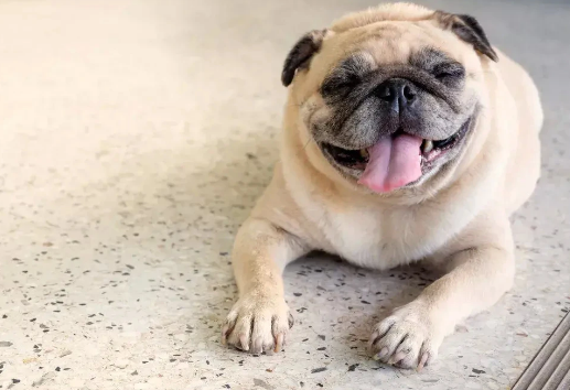 哈巴狗的意思是指人