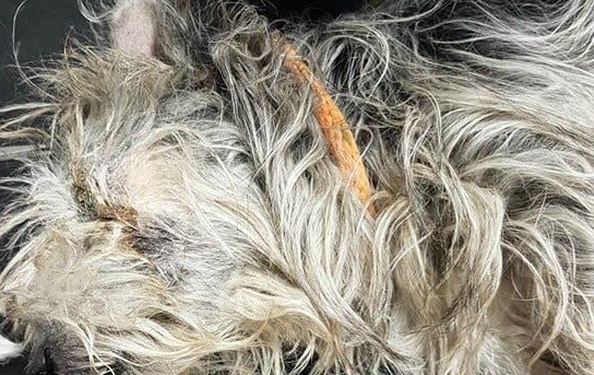 狗狗离世前几小时遭主人抛弃,义工泪崩:临终前它仍不忘寻找主人 狗狗离世前几小时遭主人抛弃,义工泪崩:临终前它仍不忘寻找主人