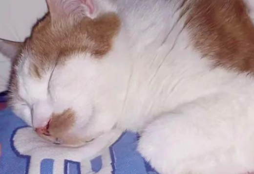 猫咪失踪了?萌猫吃点心!小奶猫解锁成功 猫咪失踪了?萌猫吃点心!小奶猫解锁成功