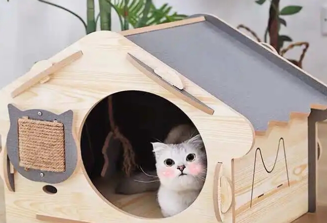 住在养过猫的房子有危害吗