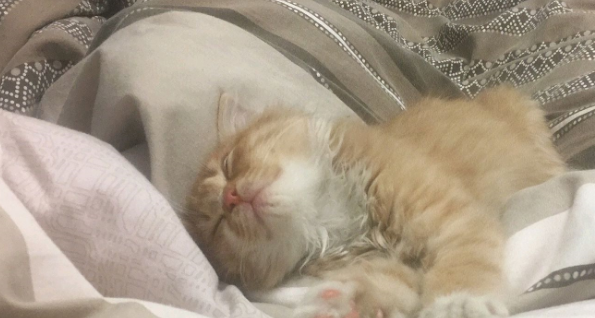 男朋友捡了一只小橘猫,六个月没想到变成了…橘猫实力不容小觑啊 男朋友捡了一只小橘猫,六个月没想到变成了…橘猫实力不容小觑啊