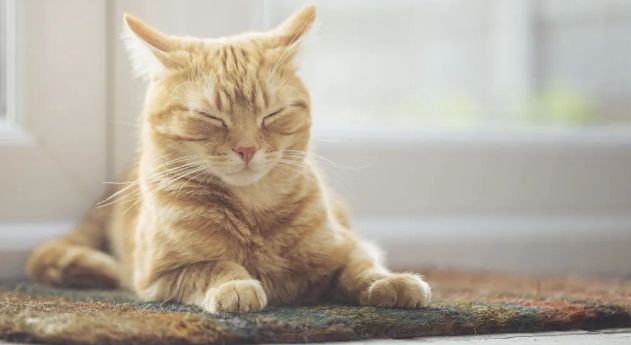 你知道吗，猫咪其实也有“MBTI”