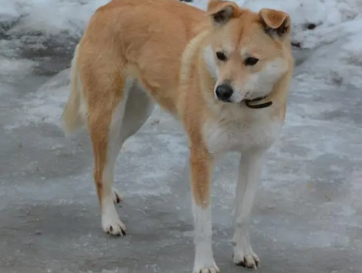 中华田园犬认主人的表现