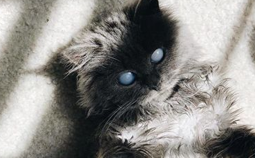 刚出生就被猫妈丢弃的小奶猫,是只漂亮的小瞎子 刚出生就被猫妈丢弃的小奶猫,是只漂亮的小瞎子
