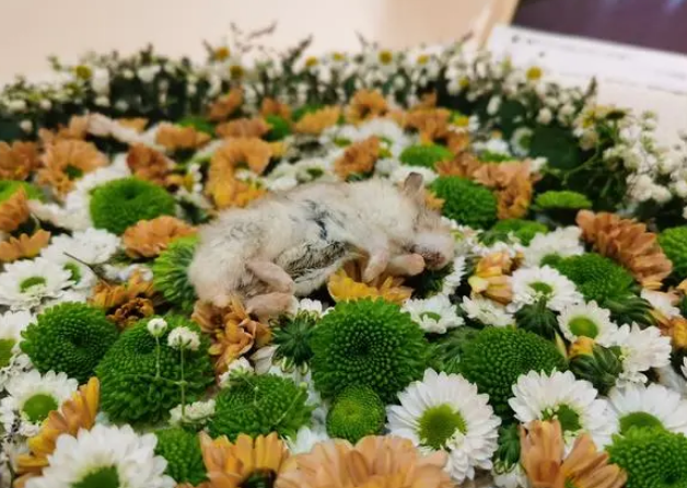 一名宠物殡葬师的自述:宠物的离开,教会我们什么 一名宠物殡葬师的自述:宠物的离开,教会我们什么