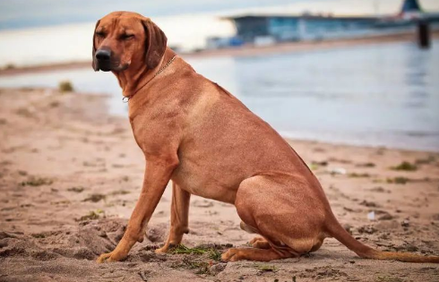 罗得西亚脊背犬：非洲的勇士