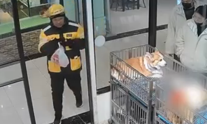 小哥送餐到宠物店狗狗们夹道欢迎