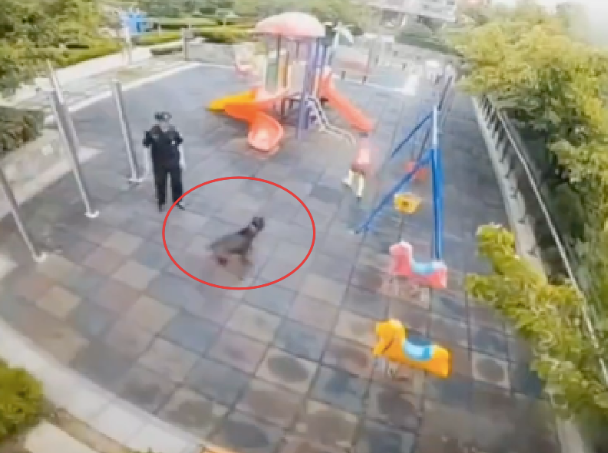 狗狗跑进儿童乐园,孩子被吓得绕圈躲避狗 狗狗跑进儿童乐园,孩子被吓得绕圈躲避狗