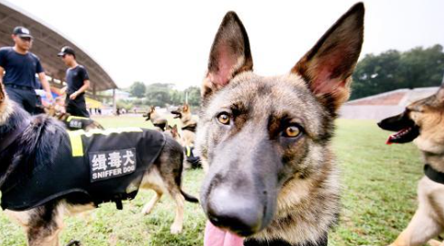 南京举行缉毒犬实战演练 30只警犬现场“秀绝活” 南京举行缉毒犬实战演练 30只警犬现场“秀绝活”