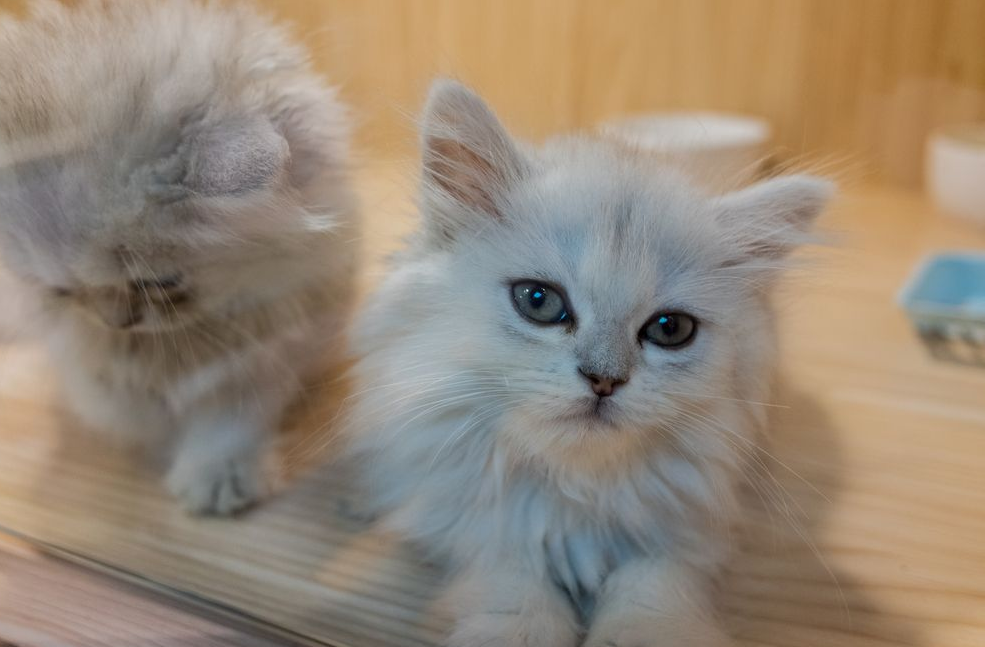 宠物猫销售“排队金”屡惹官司,法官:未约定该款项性质是症结 宠物猫销售“排队金”屡惹官司,法官:未约定该款项性质是症结