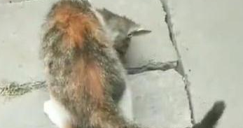 路遇两只小奶猫捉迷藏,蹲在旁边看了一小时,网友:我能看一天 路遇两只小奶猫捉迷藏,蹲在旁边看了一小时,网友:我能看一天