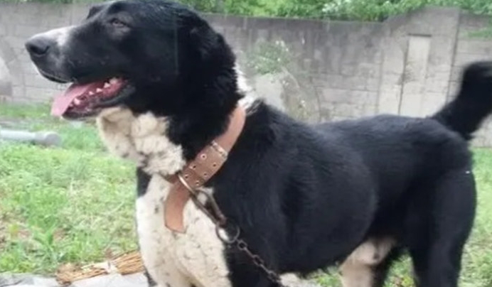 2023年的中亚牧羊幼犬多少钱一只