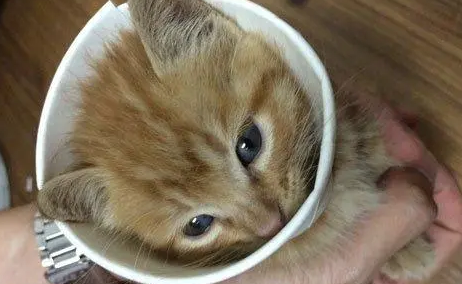 茶杯猫产房怎么准备？茶杯猫产房准备教程如下