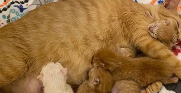 家猫怀孕肚子大得离谱,只因铲屎官这一错误,让猫咪母子陷入危机 家猫怀孕肚子大得离谱,只因铲屎官这一错误,让猫咪母子陷入危机