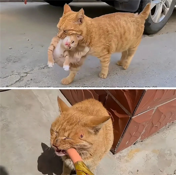 笑不活了!猫妈妈嘴馋,天天叼着孩子去跟超市老板换火腿肠,吃完了“耍无赖” 笑不活了!猫妈妈嘴馋,天天叼着孩子去跟超市老板换火腿肠,吃完了“耍无赖”