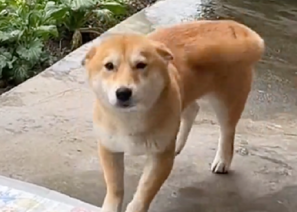 狗狗独自等主人起床，见到主人后秒变飞机耳摇尾巴，它满眼都是你