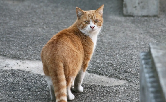 上海电视台关注:“今日闵行”APP推出流浪猫免费绝育手术套餐 上海电视台关注:“今日闵行”APP推出流浪猫免费绝育手术套餐