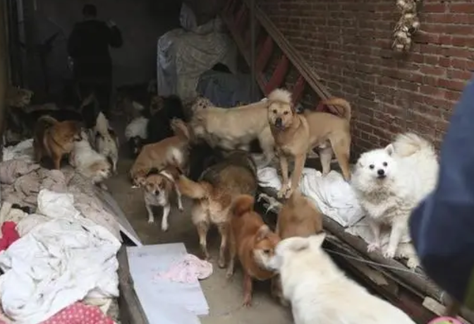 遗弃宠物频发、收容力量有限，城市里的流浪犬该怎么处理？