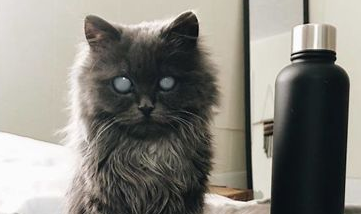 刚出生就被猫妈丢弃的小奶猫,是只漂亮的小瞎子 刚出生就被猫妈丢弃的小奶猫,是只漂亮的小瞎子