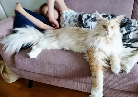 缅甸猫图片和缅因猫区别