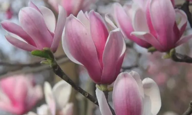 玉兰花的寓意