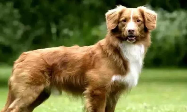 诱鸭犬,你一定不知道这是个什么鬼! 诱鸭犬,你一定不知道这是个什么鬼!