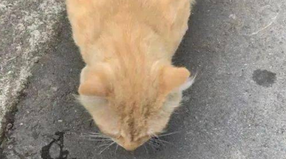 网友捡到一只受伤的橘猫,半年后却被惊艳到:捡到宝了! 网友捡到一只受伤的橘猫,半年后却被惊艳到:捡到宝了!