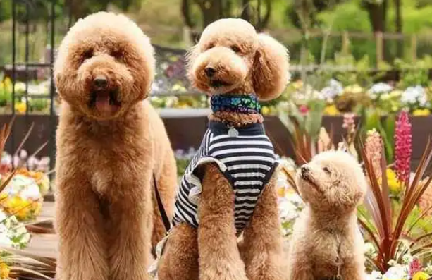 泰迪巨贵犬多少钱一只