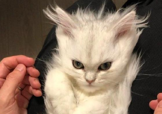 网友把猫咪的毛发都撸直了，它生气的瞪着主人，超级赛亚猫吗？