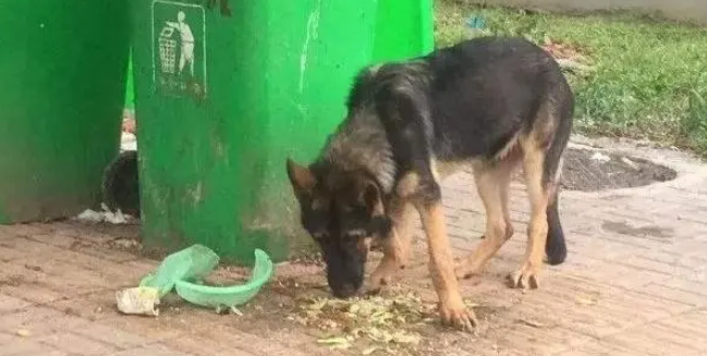 短短一个月时间“警犬被盗”两次,是谁之错 短短一个月时间“警犬被盗”两次,是谁之错