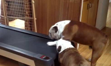 英国斗牛犬遇上跑步机 英国斗牛犬:诶?我怎么上不去? 英国斗牛犬遇上跑步机 英国斗牛犬:诶?我怎么上不去?
