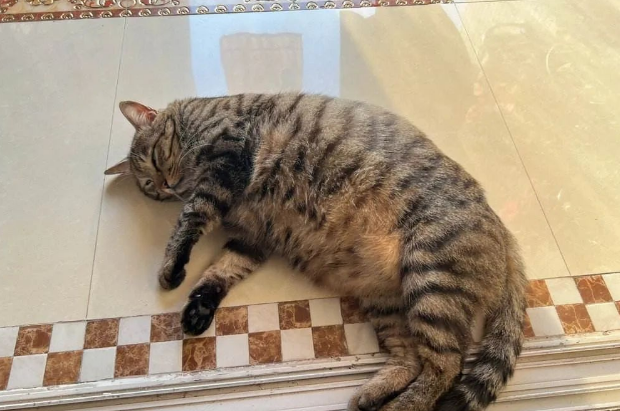 猫界“最不臭”的6种猫，几个月不洗澡，身体还是香香的！