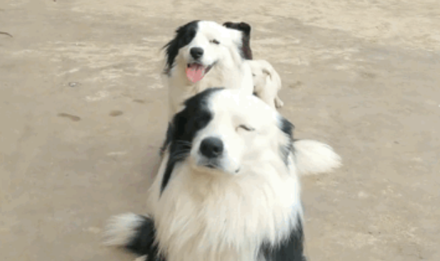 警犬天天往队里捡流浪狗,个顶个能吃,民警哭了:你做好事,为啥我们买单? 警犬天天往队里捡流浪狗,个顶个能吃,民警哭了:你做好事,为啥我们买单?