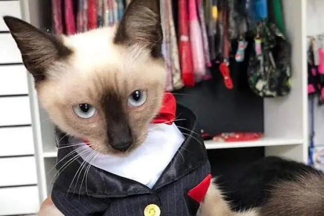 在律师楼上班的暹罗猫，每天负责接待客人