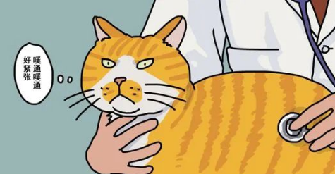 O客营养猫粮 I 猫咪又生病了？免疫力up up up