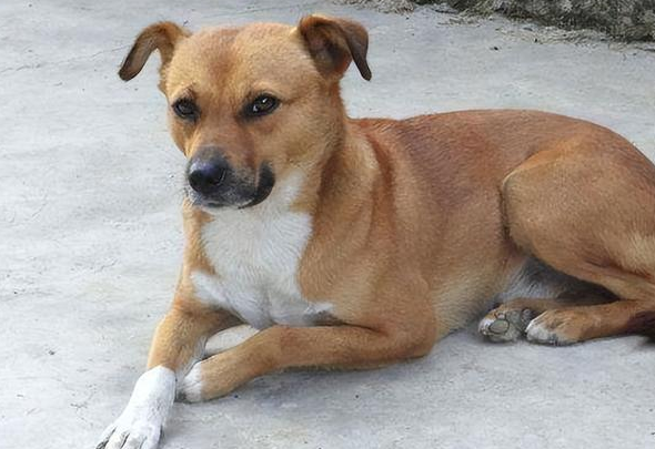 中华田园犬能办狗证吗