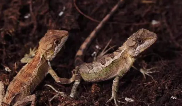 四川发现蜥蜴新物种——山地龙蜥，口腔颜色“稀奇”