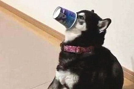 给哈士奇喂了一瓶酸奶，随后听到它在鬼吼，跑去一看说不出话