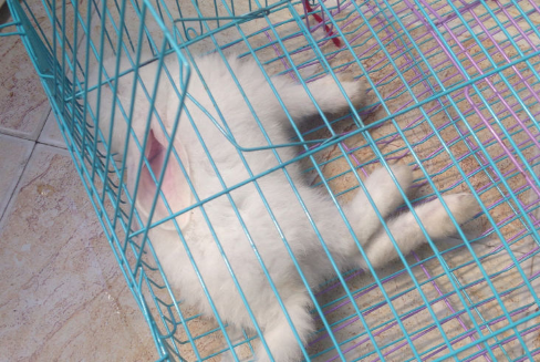 兔子死前的特征 兔子死前的特征