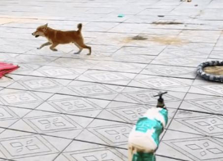 狗狗傻不拉几的,跑着跑着直接就往台阶上撞懵圈了,疼得嗷嗷叫! 狗狗傻不拉几的,跑着跑着直接就往台阶上撞懵圈了,疼得嗷嗷叫!