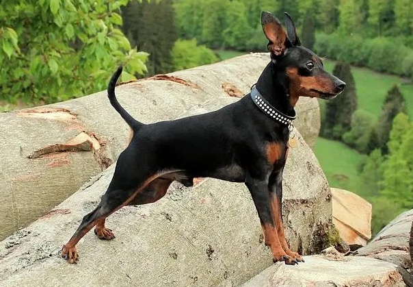 宾莎犬和迷你杜宾犬