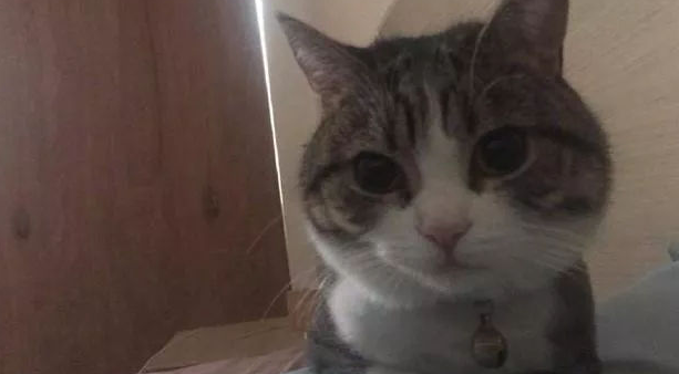 网友说他家猫每天在床头揣着手,看他起床,让他压力好大 网友说他家猫每天在床头揣着手,看他起床,让他压力好大