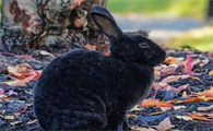 黑兔市场价多少钱一斤