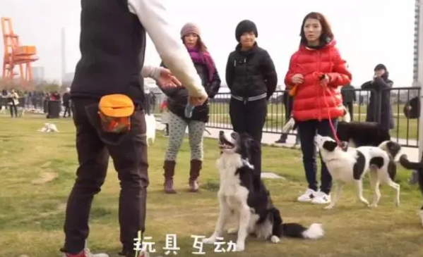 被忽视的宠物心理疾病:哈士奇“拆家”,藏品被毁损失200多万 被忽视的宠物心理疾病:哈士奇“拆家”,藏品被毁损失200多万